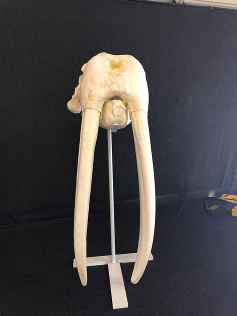 Walrus Male Skull Replica Skeletons And Skulls Superstore