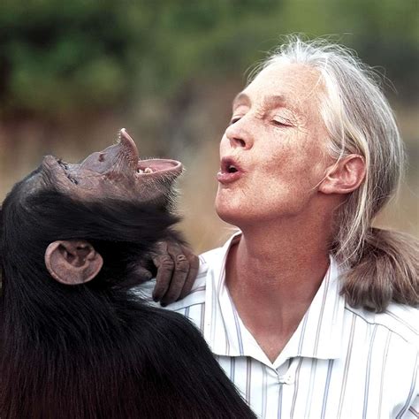Biographie Jane Goodall Éthologue Primatologue Futura Planète
