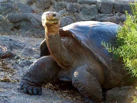 10 Especies Animales Que Ver Y Fotografiar En Galápagos El Rincón De Sele