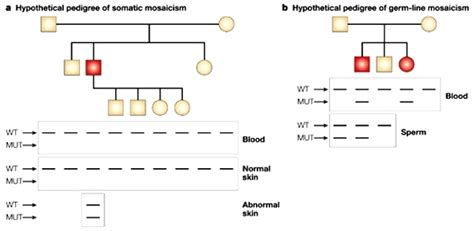 Diagnostic Methods For Somatic And Germ Line Mosaicism Learn Science At Scitable