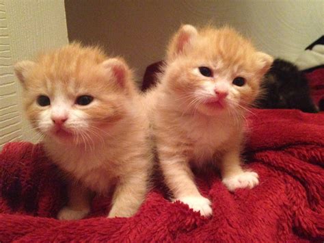 Identical Two Week Old Orange Baby Kittens Rkittens