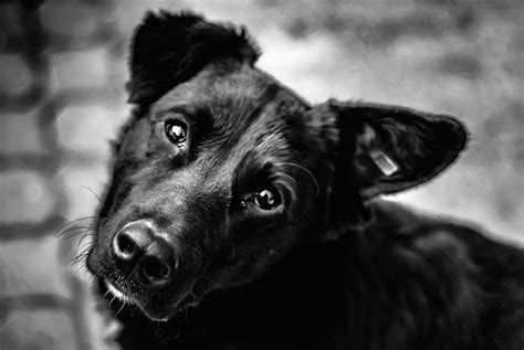 Puppy Dog Eyes By Argentumchloride On Deviantart