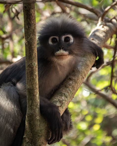 This Cutie Is The Dusky Langur Also Called The Spectacled Leaf Monkey