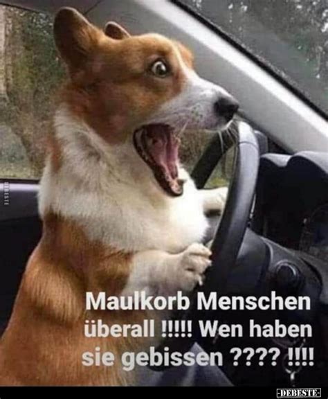Bilder von menschen und hunden und deren eigenarten sind immer wieder witzig und lustig. Maulkorb Menschen überall!!.. | Lustige Bilder, Sprüche ...