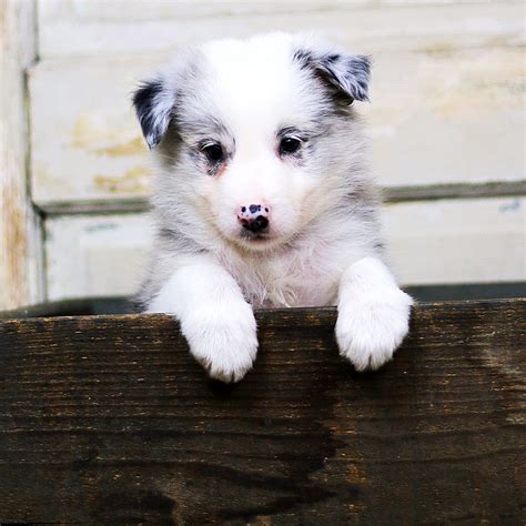 Border Collie Puppies For Sale | Grass Lake, MI #225326