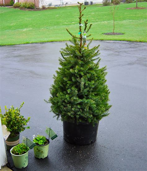 Поздрав са три прста / pozdrav sa tri prsta; Plant Inventory at 20 Timothy : Picea / Serbian Spruce