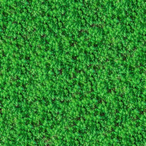Seamless Texture Green Meadow Grass Stock Bild Colourbox