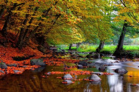 Autumn Forest Stream 4k Ultra Hd Wallpaper Background Image 3979x2643