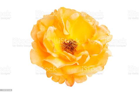 Rose Isolated Stock Photo Download Image Now Beauty Blossom Close