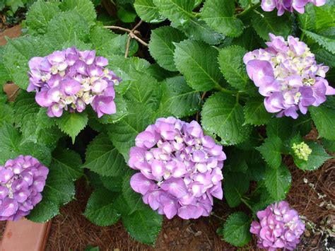 How To Plant Grow And Care For Hydrangeas Hgtv