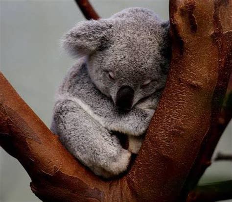 Look At This Tired Super Cute Baby Koala Bear Sleeping Raww