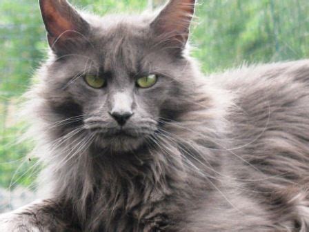 Bluesmoke_maine_coon_female_cat.jpg ‎(637 × 480 pixels, file size: Langstteich's T'Eye-catcher-Blue (Maine Coon) ~ WorldKittens