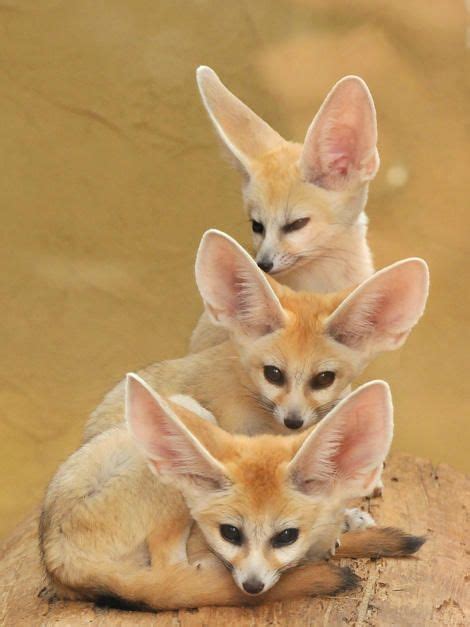 Baby Fennec Foxes Cute Animals Animals Animals Beautiful