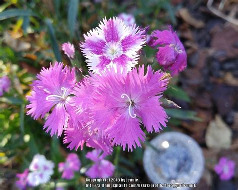 Dianthus Plant Care And Collection Of Varieties