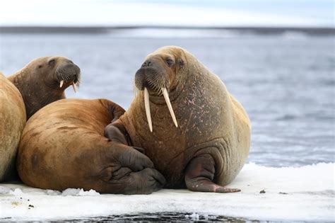 Premium Photo Group Of Walrus Resting On Ice Floe In Arctic Sea