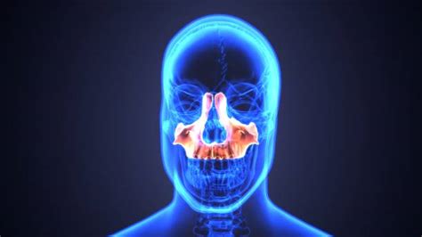 Sinus Xray Stock Photos Pictures And Royalty Free Images Istock