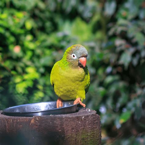 Blue Crowned Conure The Conure Parrot Habitat Personality Care Diet
