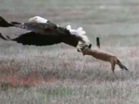 Eagle Catches Fox With Rabbit Thaipolicepluscom