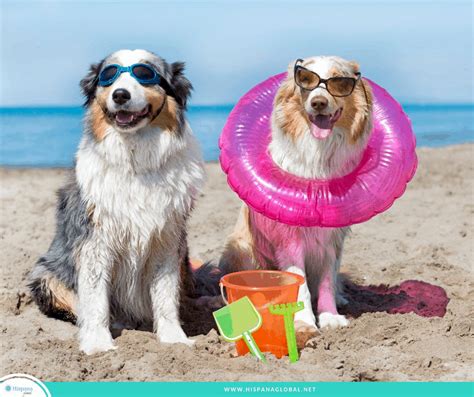 Top 10 Usa Beaches That Allow Dogs Hispana Global