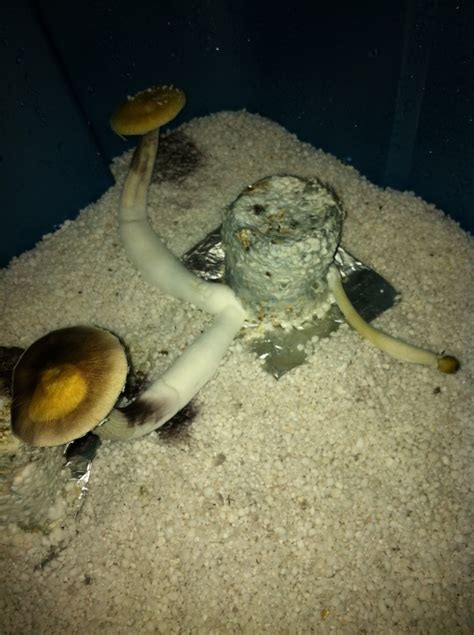 White buffalo strain grow info. first time pink buffalo - Mushroom Cultivation - Shroomery ...