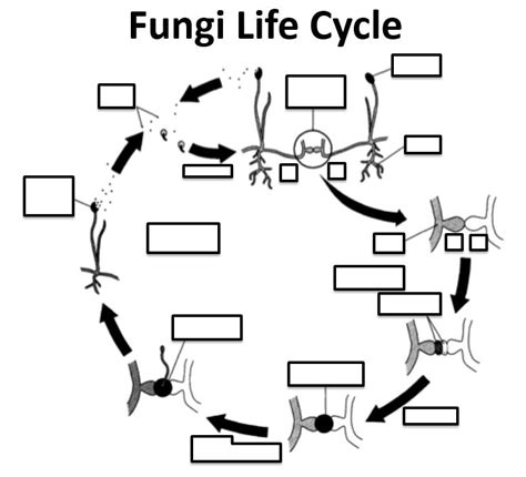 Bio Lab Quiz 1 Fungi Life Cycle Diagram Quizlet