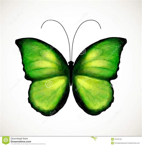 Bright Green Butterfly Vector Stock Vector Illustration Of Beautiful Fancy 31645730