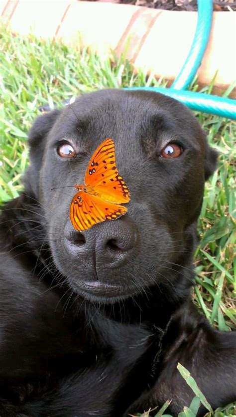My Dog With A Butterfly On Her Nose Pics