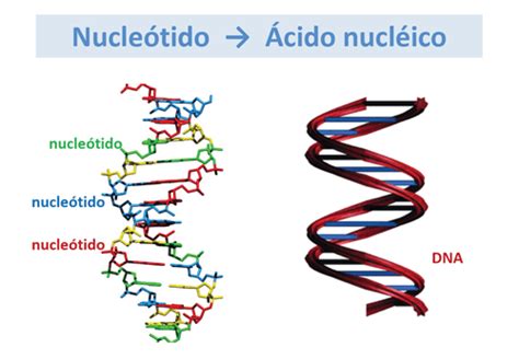 Composición De Los ácidos Nucleicos Rna Y Adn Elnitrogenoenlabioquimica