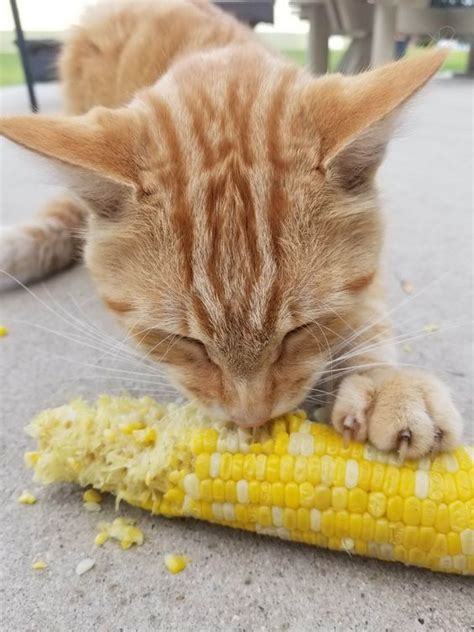 Can cats eat strawberries? is a common question for pet parents who notice their cat's curiosity of question: Can Cats Eat Corn? Is Corn Safe For Cats | Funny animals ...