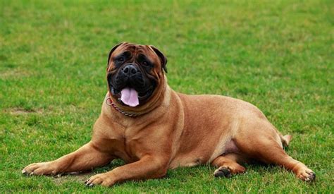 Bullmastiff Puppy Area