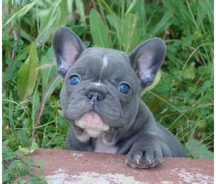 This blue eyed peekapom female puppy is simply stunning. Anybody got French Bulldog? - Bodybuilding.com Forums