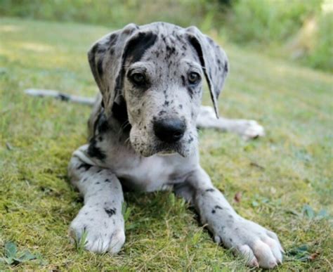 Blue Harlequin Great Dane Puppy I Want One Someday With Images