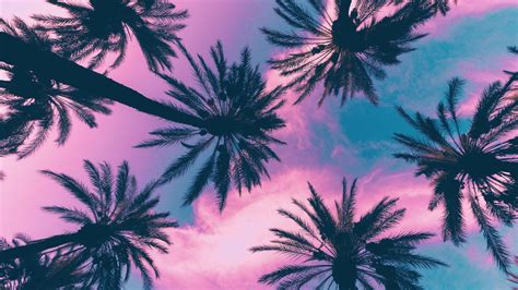 Palm Trees Aesthetic Wallpapers Wallpaper Cave
