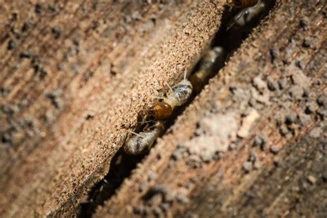 Learn the basics about homeowners insurance policies, deductibles, limits and how it helps protect your home in short, homeowners insurance helps protect you, your home and your belongings from a variety of unexpected events. Do Homeowner's Insurance Policies Usually Cover Termite ...