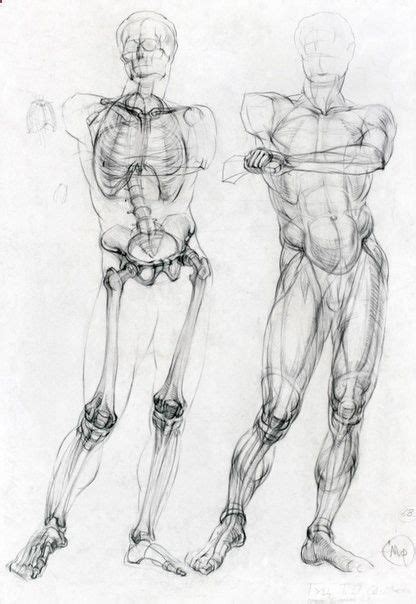 Musculoskeletal Drawing Arte De Anatomía Humana Dibujo Anatomia