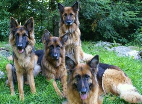 My Pack German Shepard Dogs