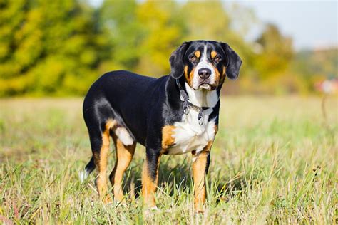 Entlebucher Mountain Dog Dog Breed History And Some Interesting Facts