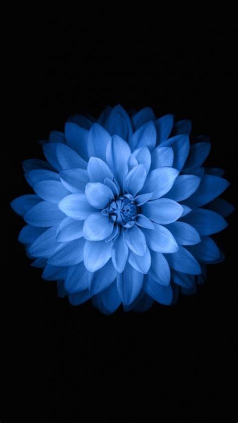 Image For Iphone 6s Blue Flower Hd Wallpaper 19re