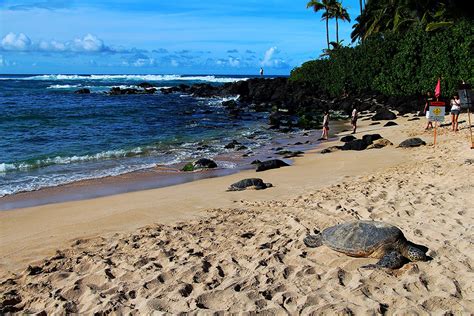 Best Time To See Laniakea Or Turtle Beach In Hawaii Rove Me