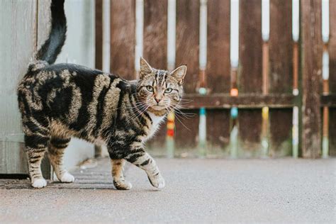 Types Of Tabby Cats And Their Breeds