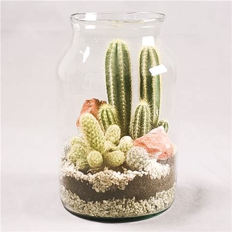 Cactus Terrarium Diy Beautiful Diy Terrarium Kits And Succulents