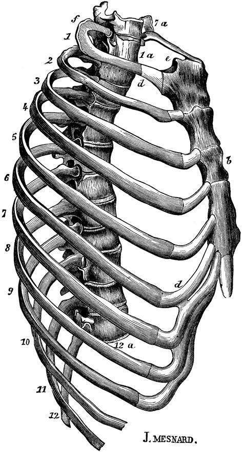 Human Anatomy Organs