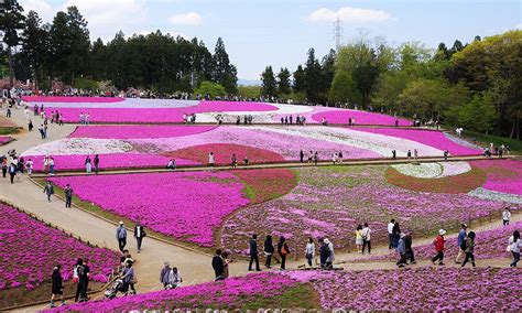 Pink Moss Colors Hitsujiyama Park Bright Pink In The Spring In Chichibu