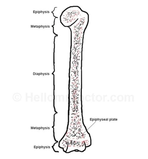 Metaphysis Anatomy Pictures Clinical Significance And Pathology