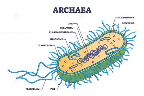 Archaea Or Archaebacteria Detailed Anatomical Inner Structure Outline