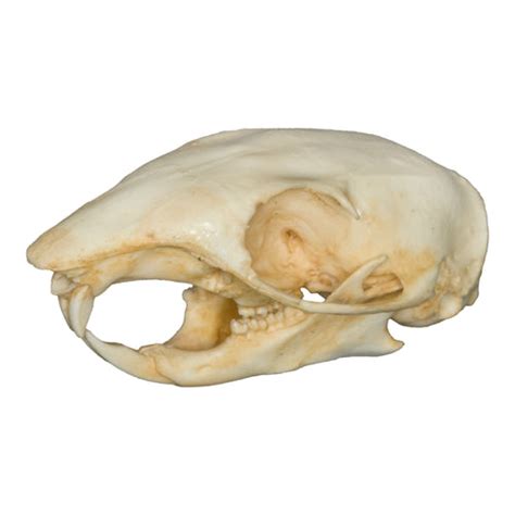Replica Chipmunk Skull For Sale Skulls Unlimited International Inc