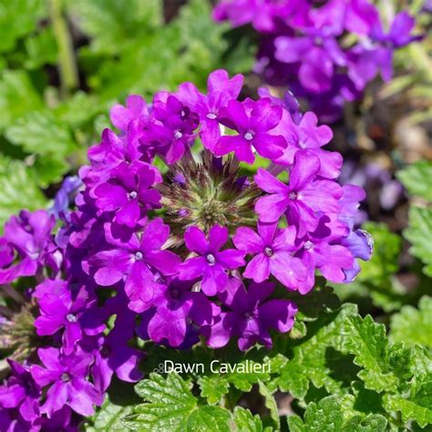 Rose Verbena Also Known As Rose Vervain This Cultivar Is Called