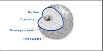 Le Noyau Cellulaire Composants Et Rôles Bio Faculté