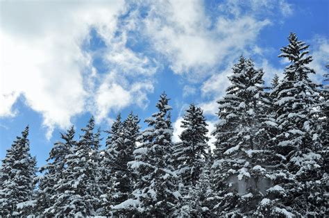 Free Images Tree Nature Wilderness Branch Snow Sky White Frost