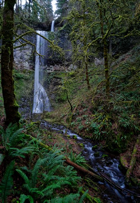 A Soggy Hike In An Oregon Rainforest 3619x5223 Naturelandscape